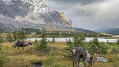 Karibu menelusuri dan merumput di willow, sedge, dan tanaman alpine tundra selama